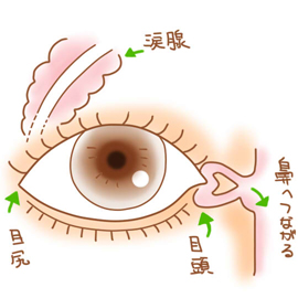 赤ちゃん 目 の 周り 赤い こ する