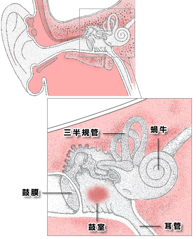 耳の器官