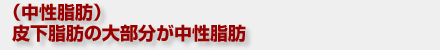 (中性脂肪)皮下脂肪の大部分が中性脂肪