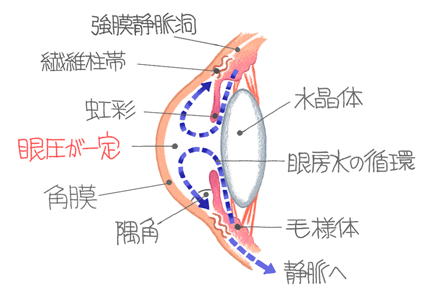 健康の森 緑内障