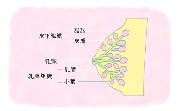 乳房の構造