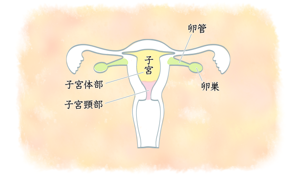 子宮の構造