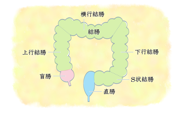 大腸の構造