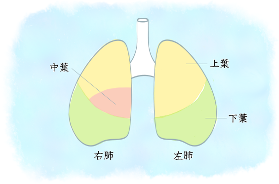 肺の構造