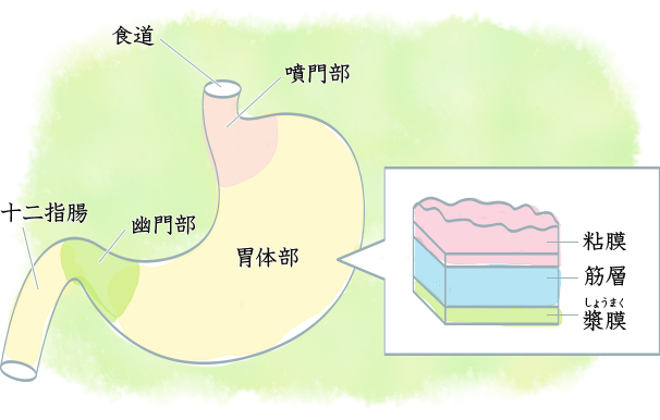 胃の構造