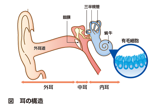 図:耳の構造