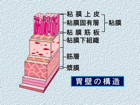 胃壁構造: 胃 模式図 – FJULM