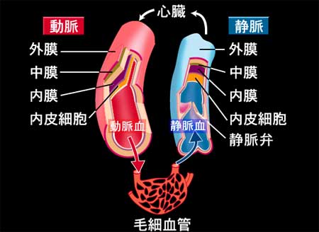 血管の構造イラスト, 血管 全身 図 , 心臓内部のイラスト 【フリー素材】 – XKVLJY
