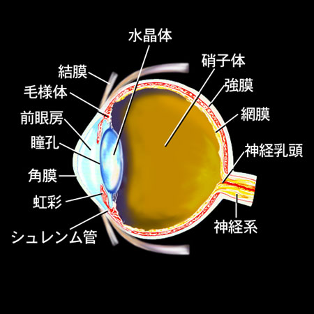 眼球の水平断面