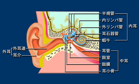 耳の構造