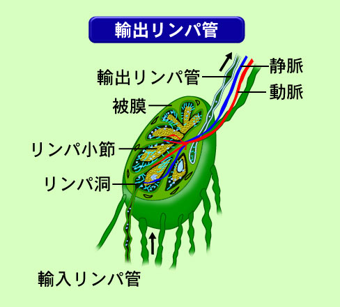 p߂̍\ifʁj