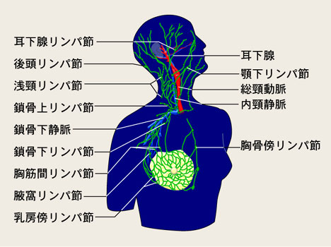 頭 頚部と胸部のリンパ節